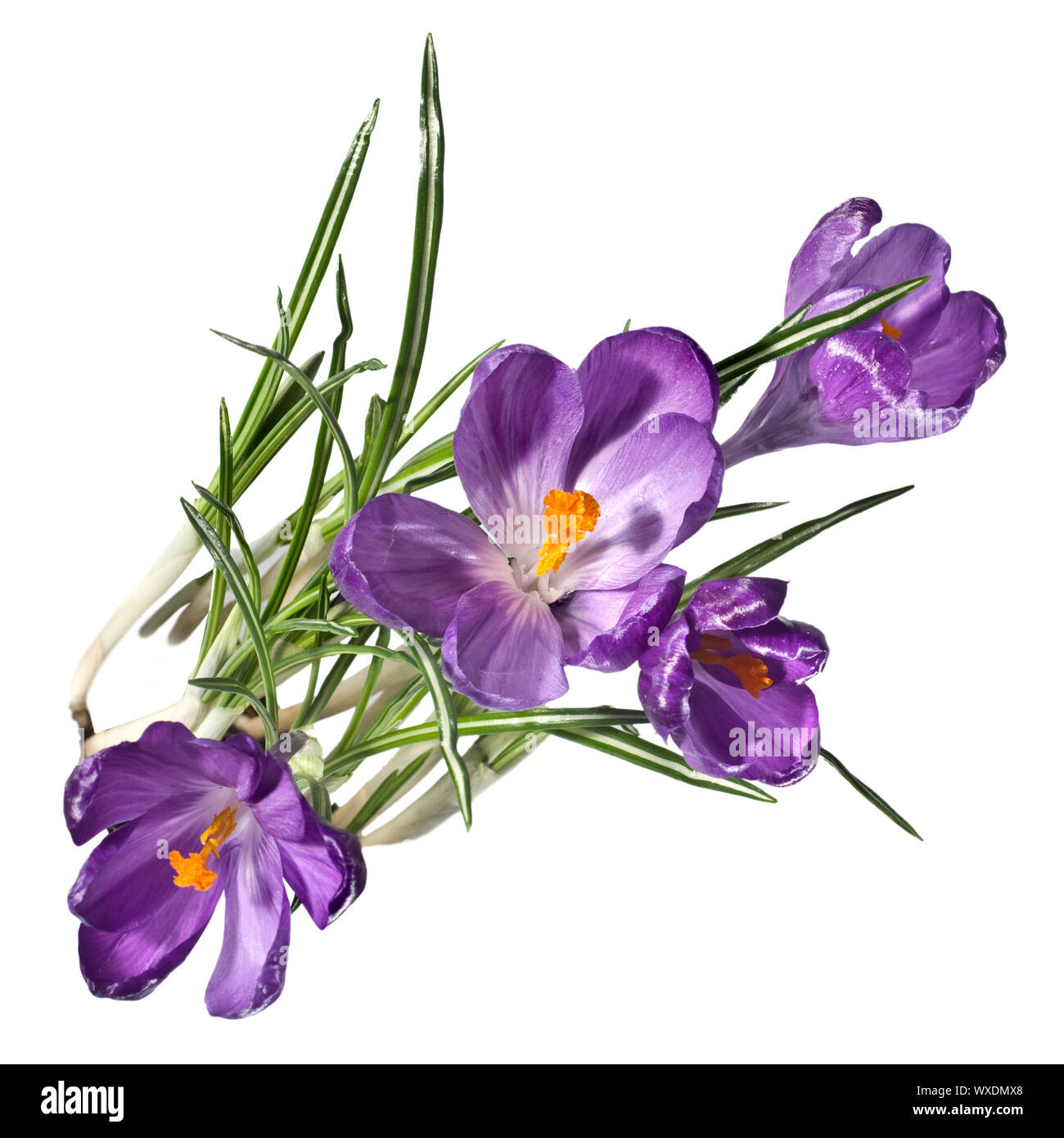 Crocus Blumenstrauß isoliert auf weiss Stockfoto