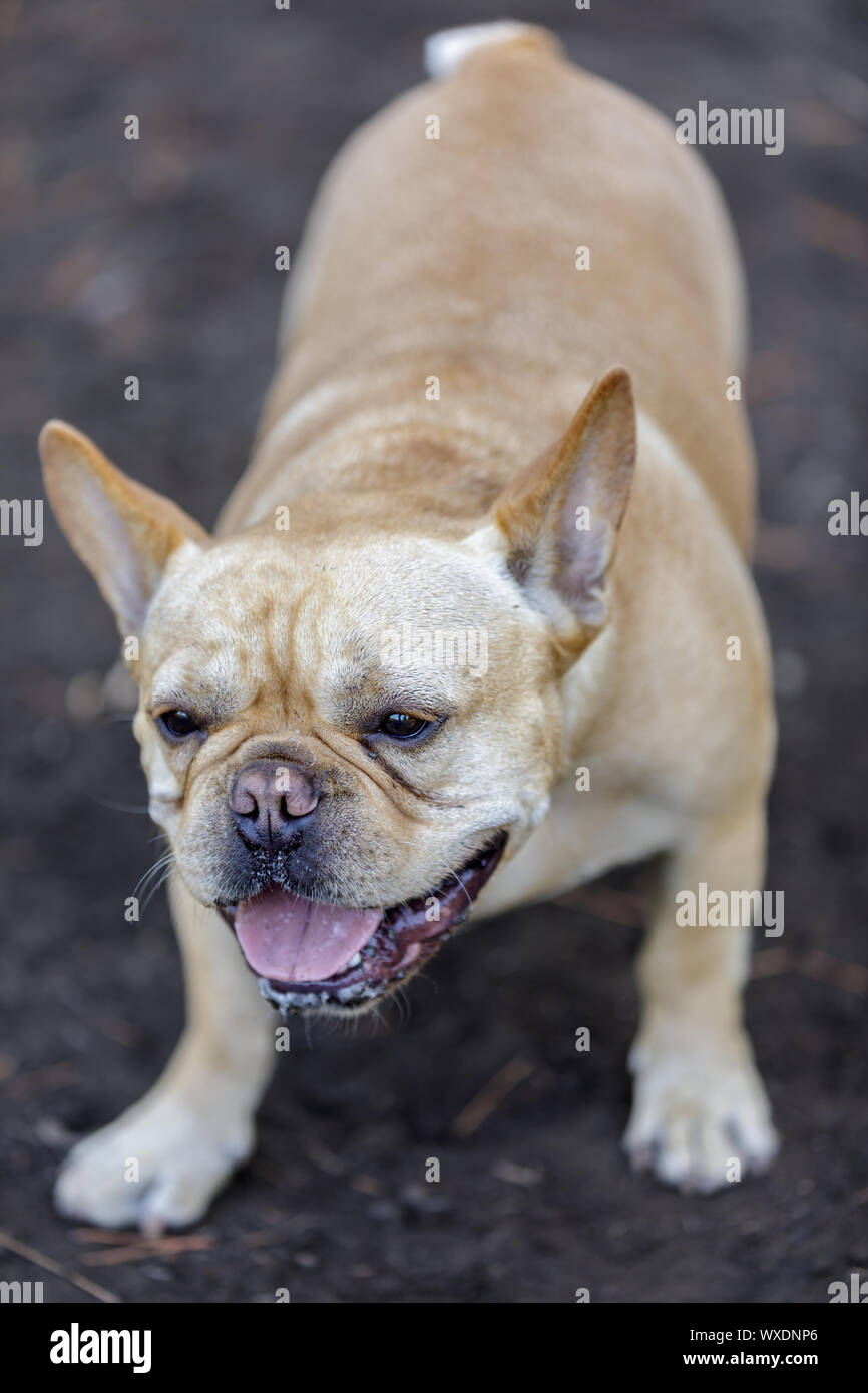 Junge männliche Frenchie In spielerisch darstellen. Stockfoto