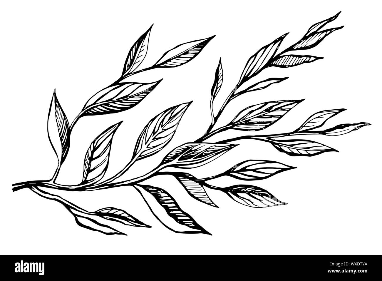 Hand Tuschezeichnung Zweig Pflanzen Mit Blattern Gezeichnet Grafik Botanicalvector Abbildung Auf Einem Transparenten Hintergrund Isoliert Stock Vektorgrafik Alamy