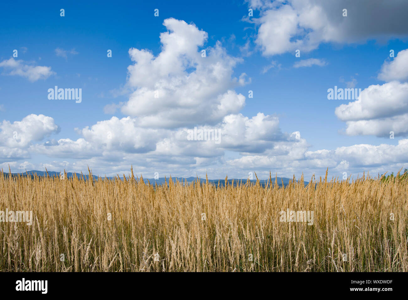 Schilf vor der Kulisse der Berge und Himmel. Herbst Schilf Gras Hintergrund Textur. Landschaft von Schilf Gras Hintergrund. Stockfoto