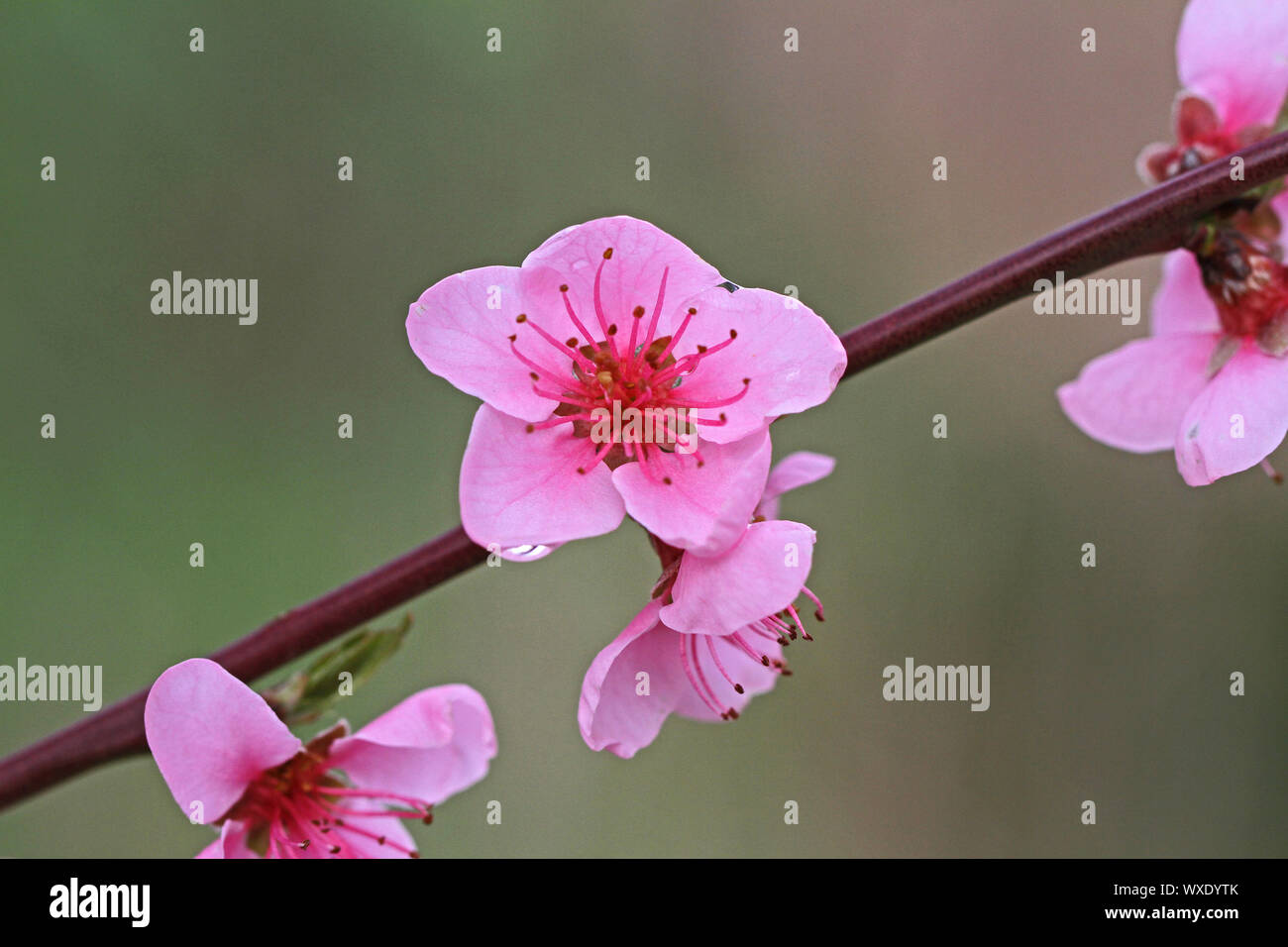 Pink Peach Blossom Latin Prunus Persica Familie der Rosaceae in Italien im Frühling Zustand Symbol von Alabama, Florida, Georgia und South Carolina Stockfoto