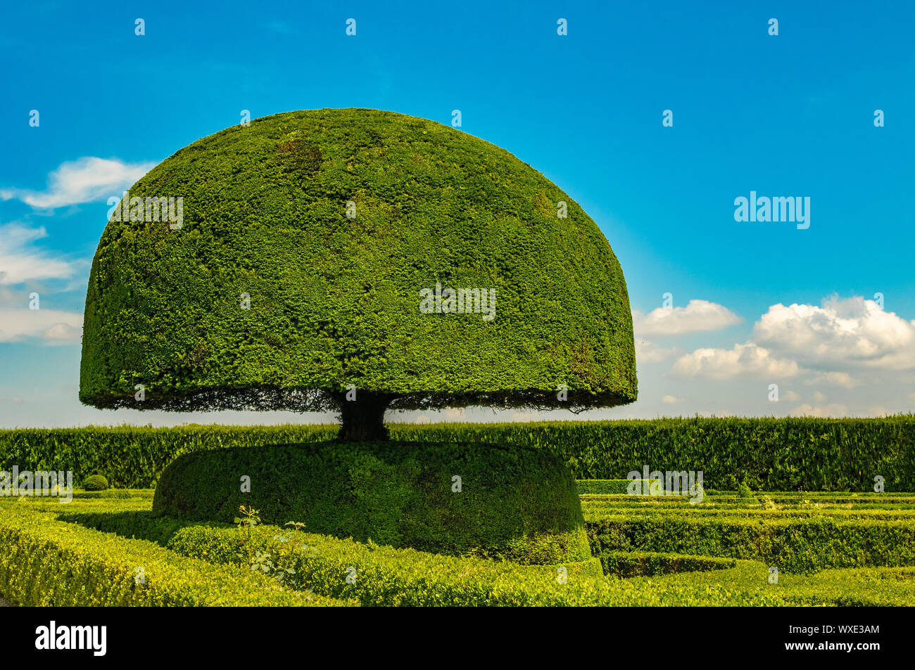 Pilz geformter Baum Stockfoto