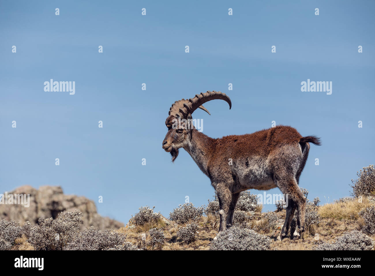 Seltenen Walia Steinbock Simien Mountains Äthiopien Stockfoto