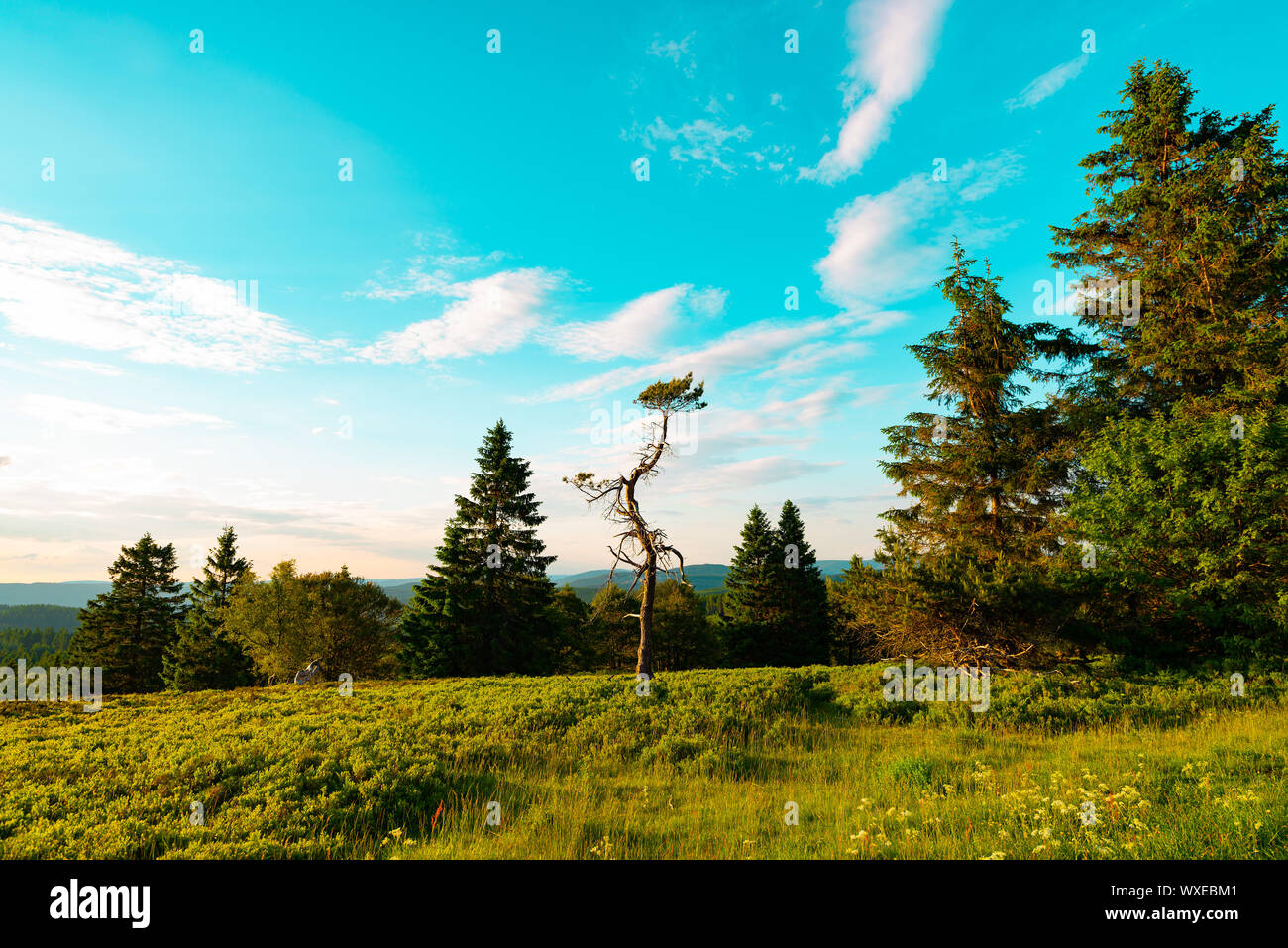 Eine deutsche Schönheit Rothaargebirge Stockfoto