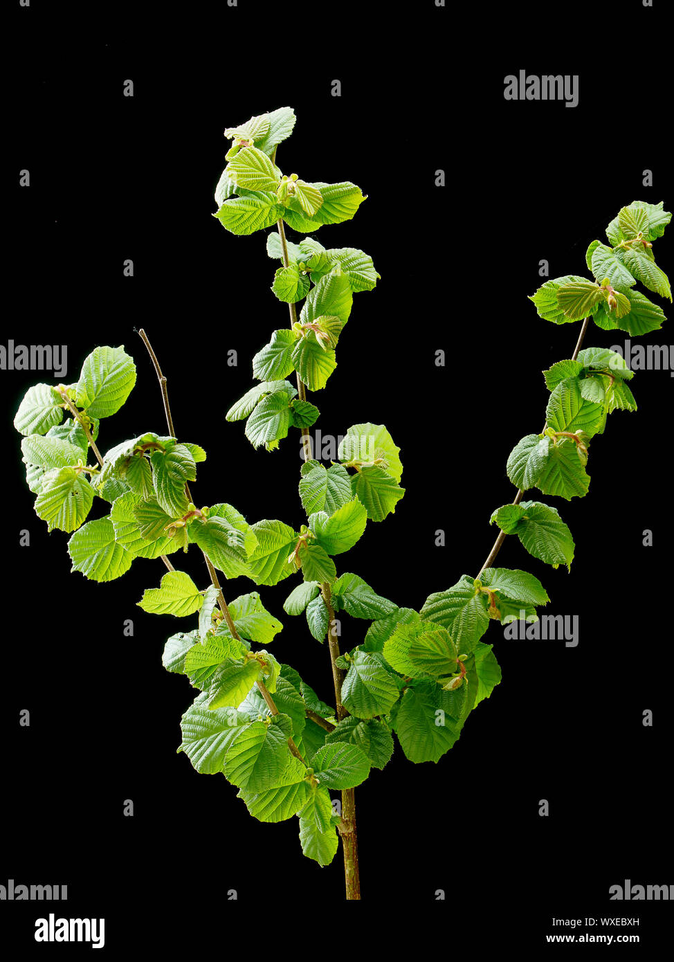 Green hazel Filiale auf einem dunklen Hintergrund. Stockfoto