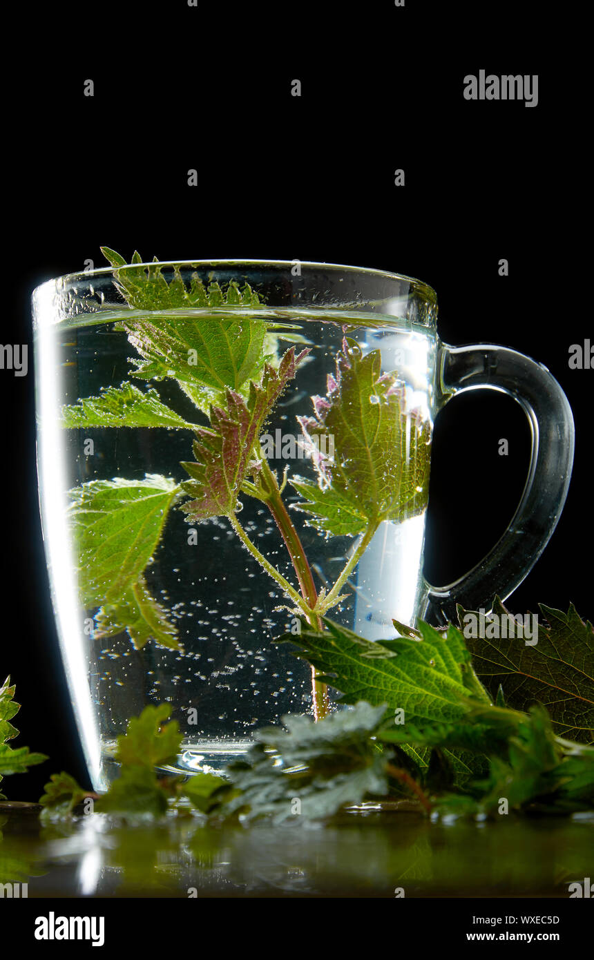 Tasse Arzneimittel Brennnessel Tee mit Brennessel Blätter und Wasser Staub auf schwarzen Hintergrund Stockfoto