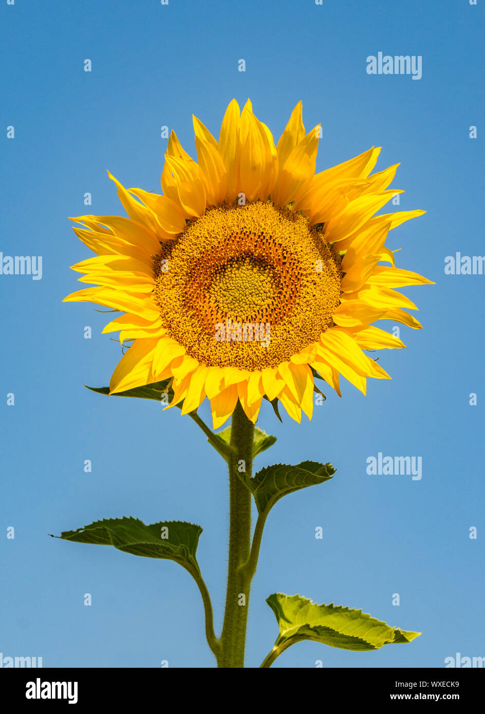 Über blauen Himmel Hintergrund Sonnenblume Stockfoto
