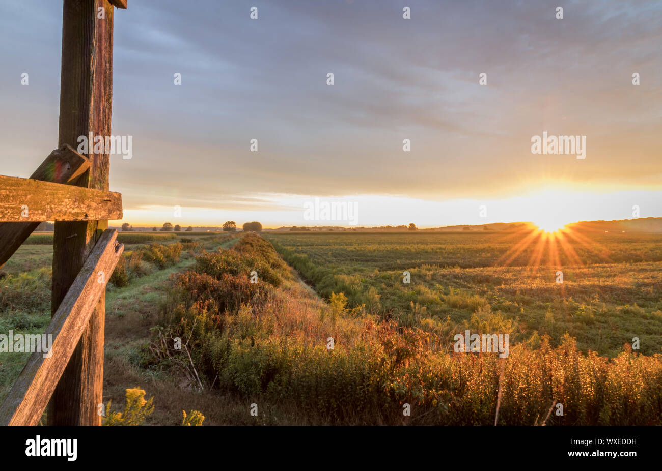 Sonnenaufgang über Ackerland in der schwarzen Schmutz Abschnitt der Pine Island, NY, im Spätsommer Stockfoto