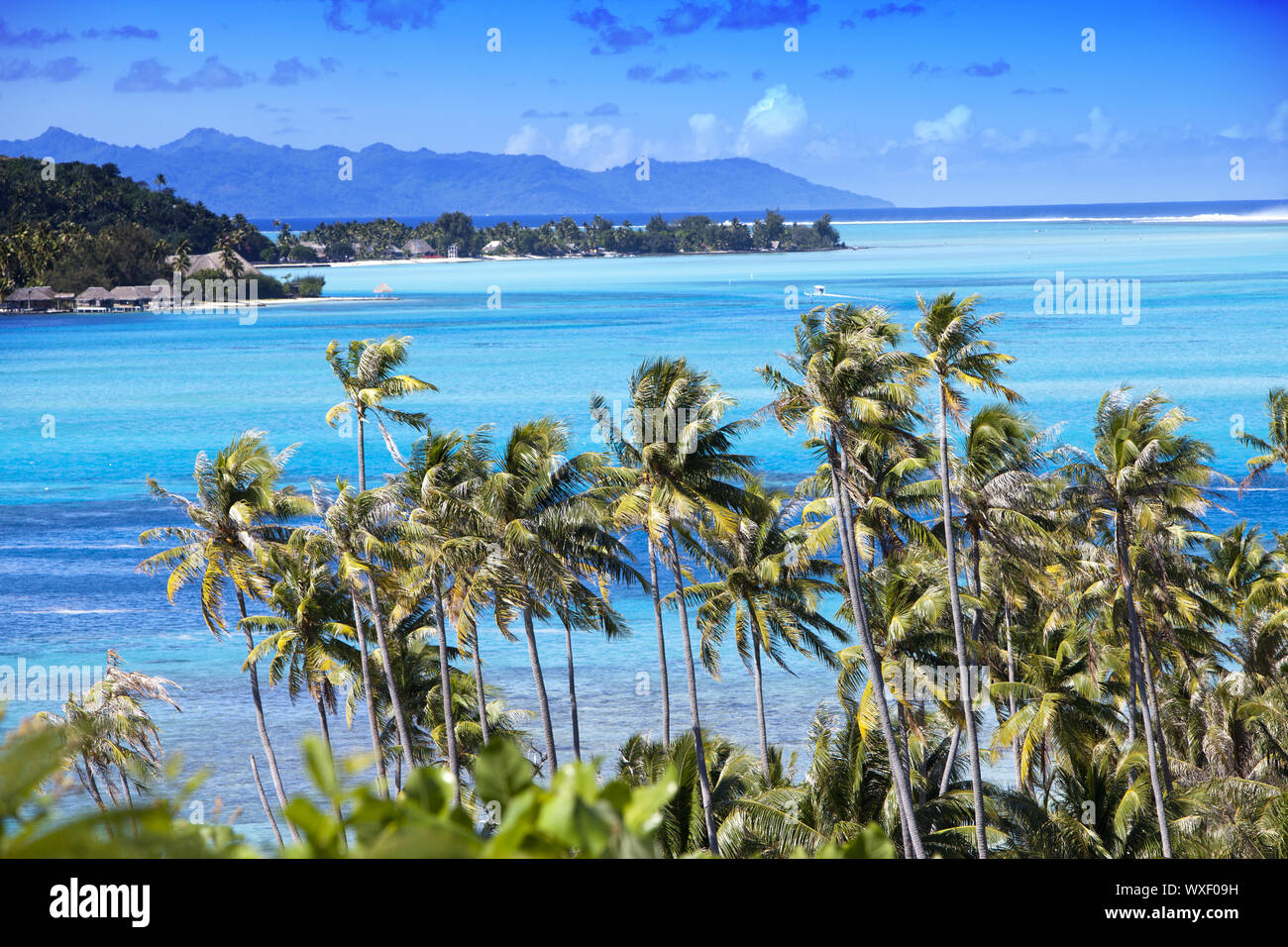 Blaue Lagune der Insel Bora Bora, Französisch-polynesien. Top Blick auf Palmen und Meer Stockfoto