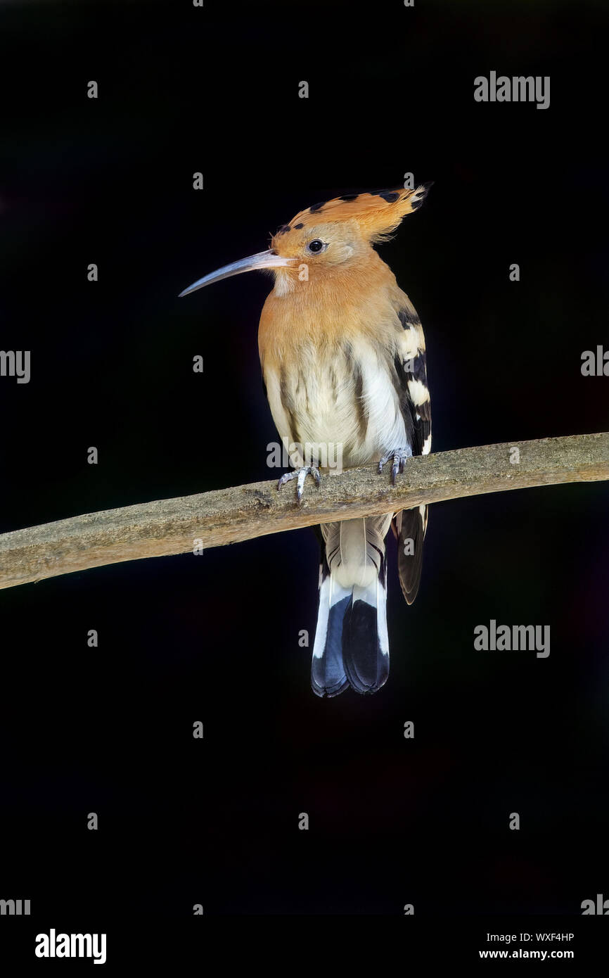 Eurasischen wiedehopf Upupa epops - Stockfoto