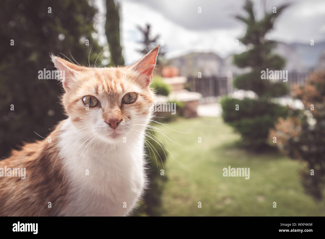 Portrait von eine kleine süße Katze Stockfoto