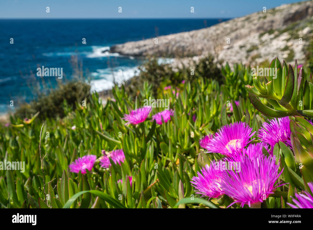 Rosa flowres wachsenden am Ufer in Porto Limnionas Stockfoto