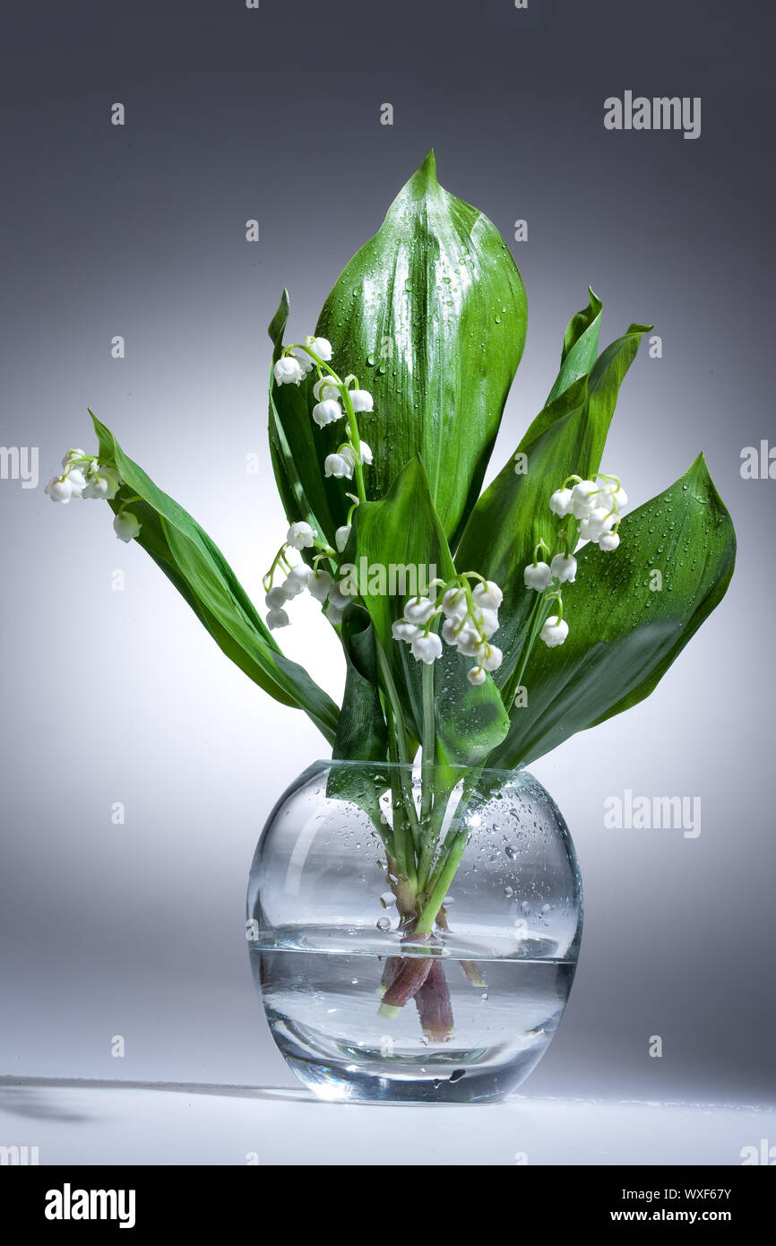 Lily Of The Valley Stockfoto