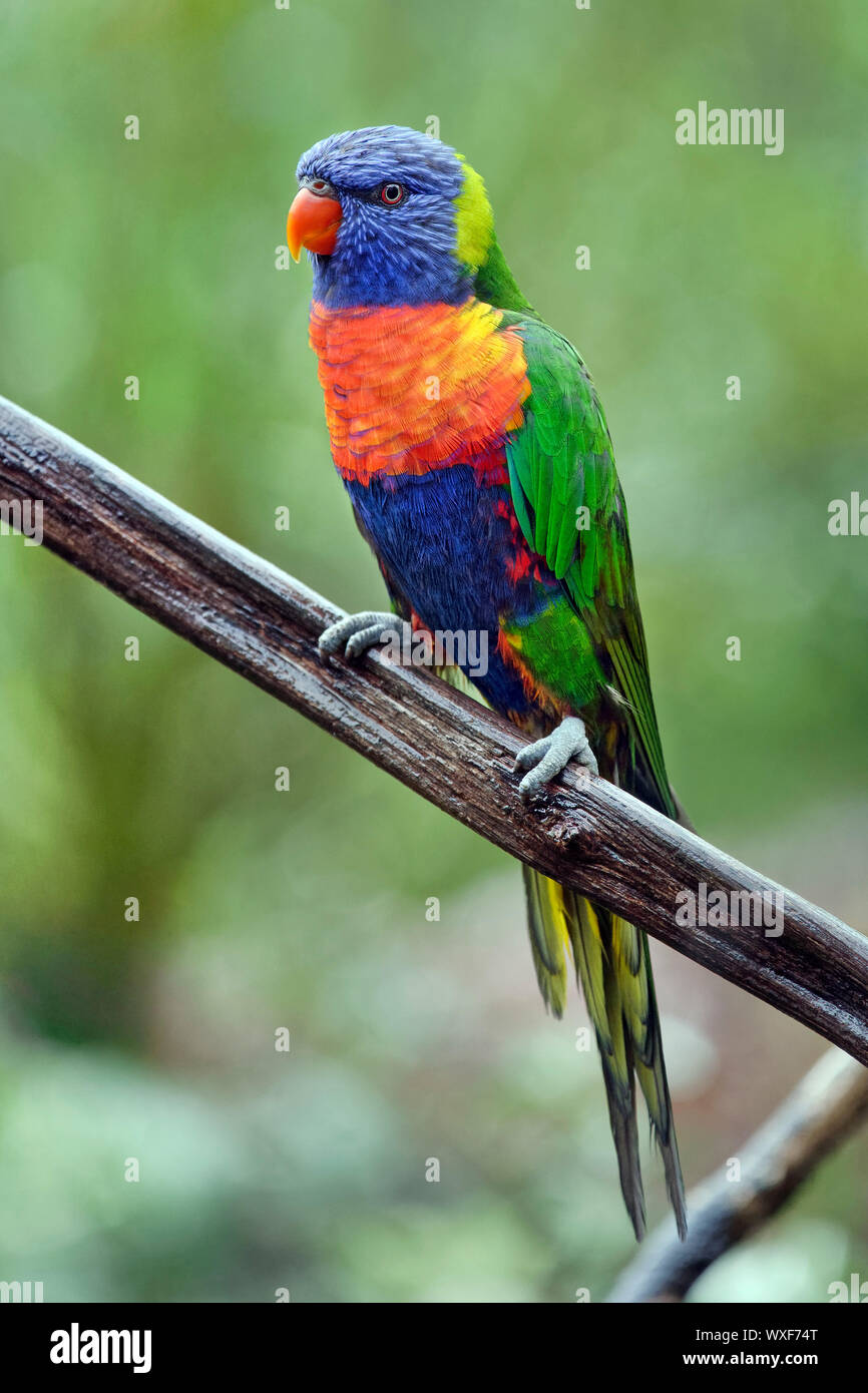 Rainbow lorikeet - Trichoglossus moluccanus Stockfoto