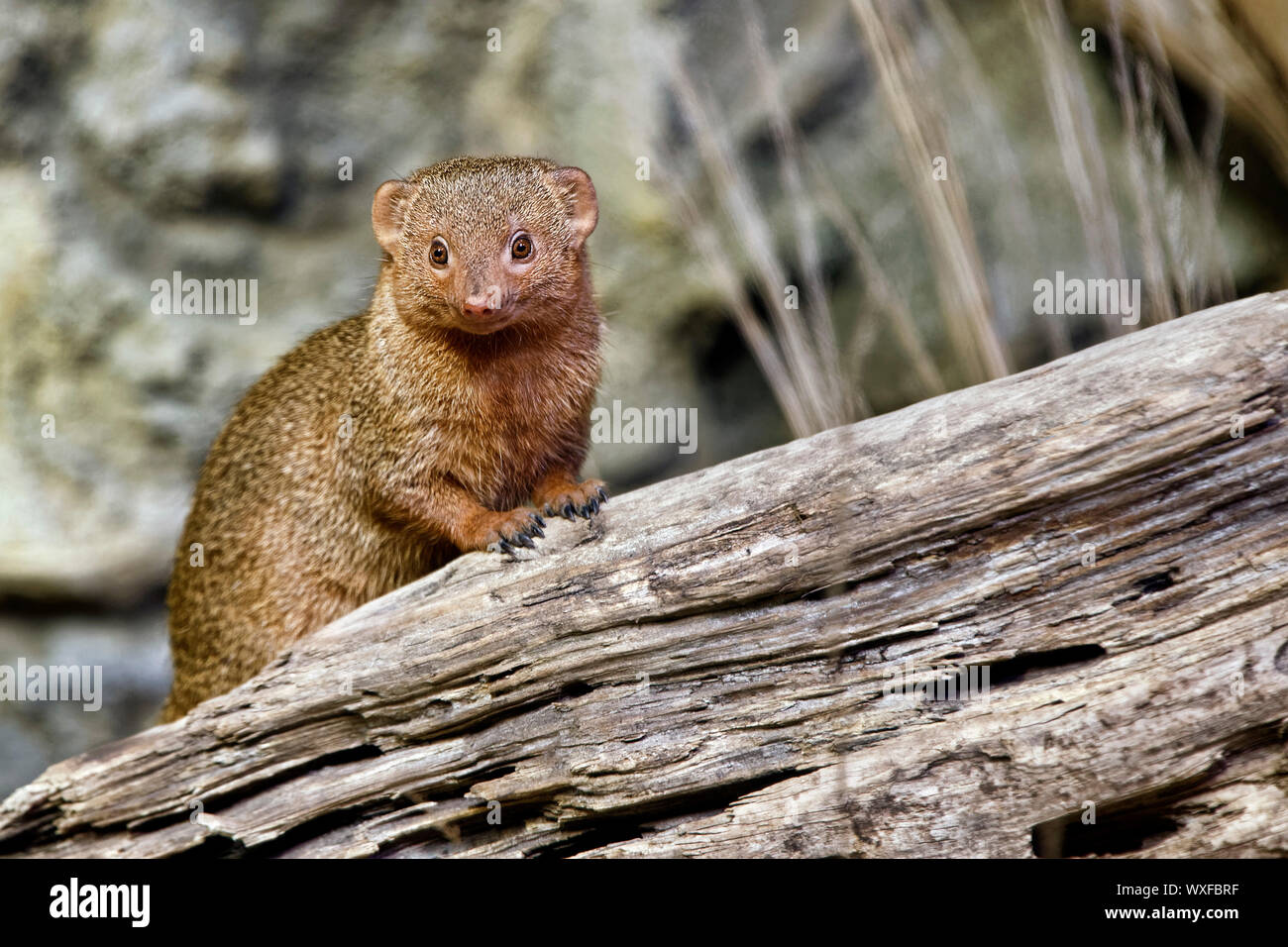 Gemeinsame dwarf Mongoose - Helogale parvula Stockfoto