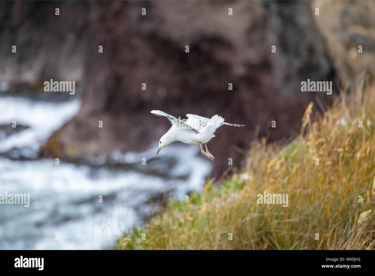 Möwe über das Meer Fliegen Stockfoto