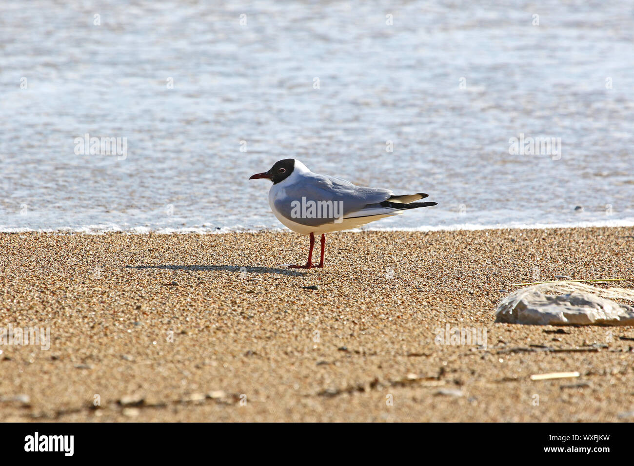 Mediterranean gull oder Lachmöwe lateinischen Namen Larus melanocephalus oder ridibundus Familie laridae ganz nah am Strand bei Sonnenaufgang von der Adria Stockfoto