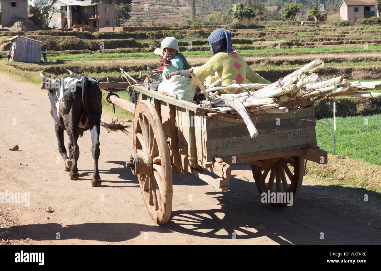 Fiadanana Madagaskar Am 26 Juli 19 Kinder In Einem Zebu Warenkorb Viele Kinder In Dieser Region Nicht Zur Schule Gehen Weil Der Armut Stockfotografie Alamy