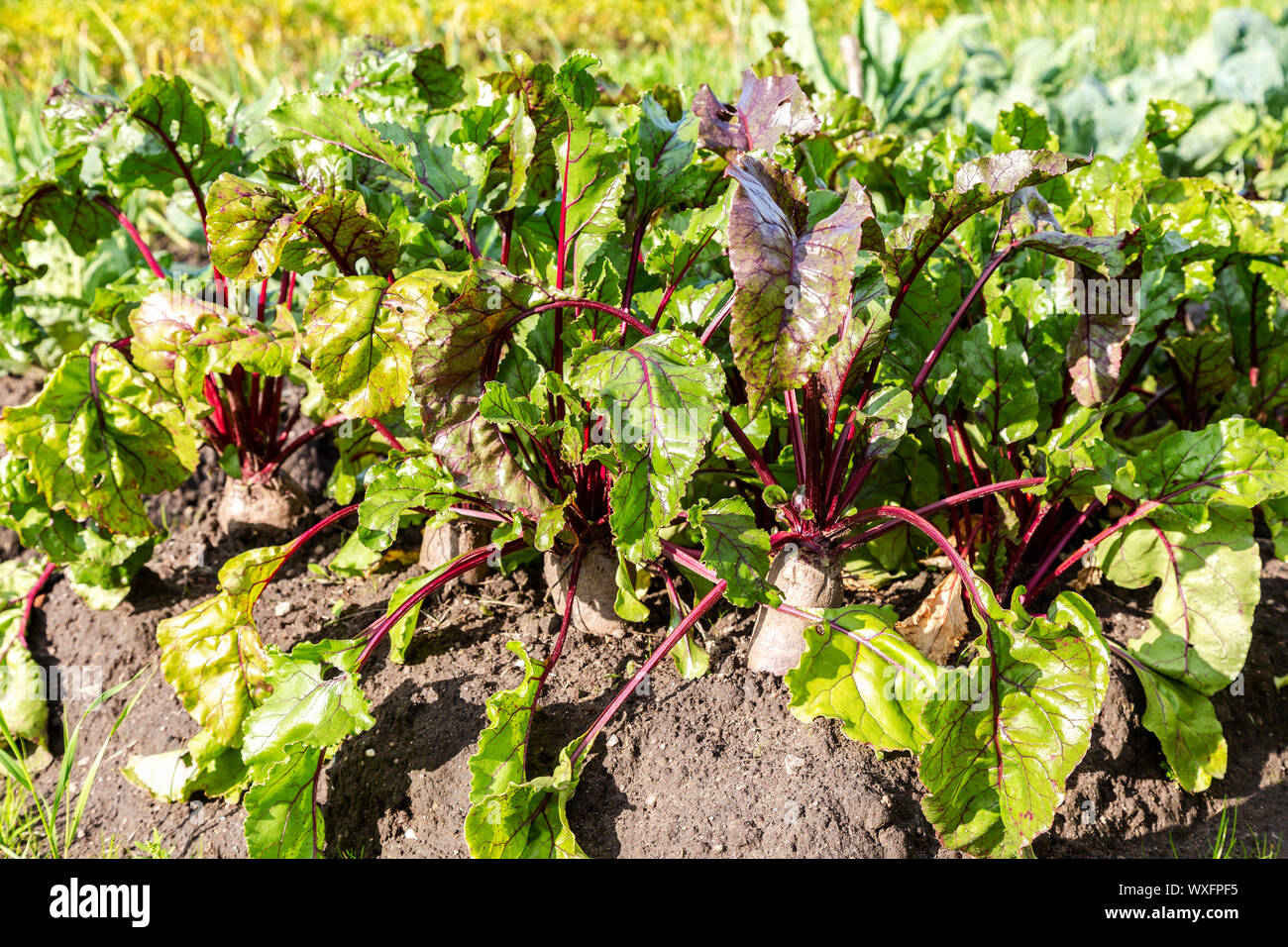 Rote Bete an der Gemüsegarten im Sommer sonnigen Tag wachsenden Stockfoto
