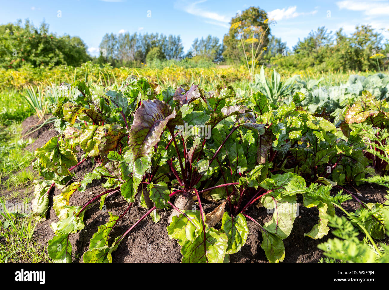 Rote Bete an der Gemüsegarten im Sommer sonnigen Tag wachsenden Stockfoto