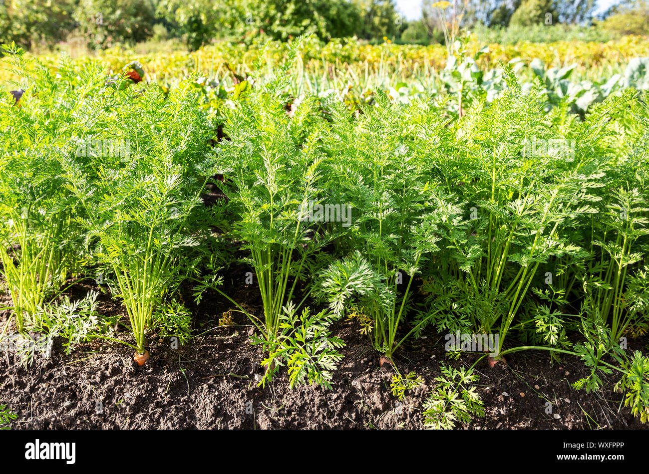 Karotte am Gemüsegarten im Sommer sonnigen Tag wachsenden Stockfoto
