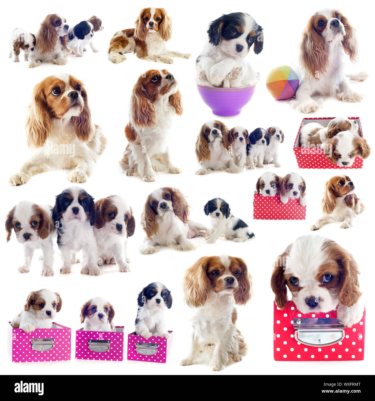 Gruppe von Cavalier king Charles vor weißem Hintergrund Stockfoto