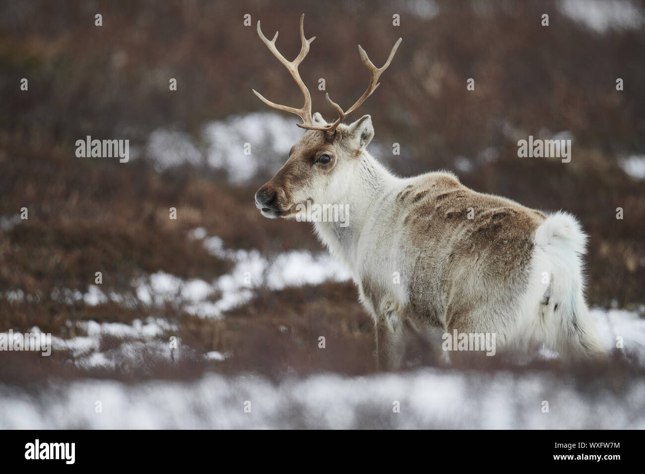 Rentier Stockfoto