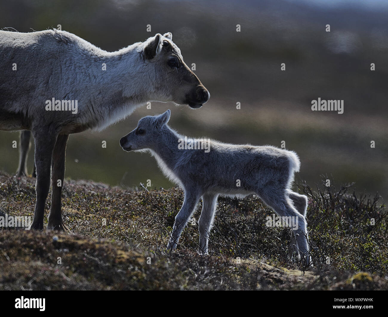 Rentier Stockfoto