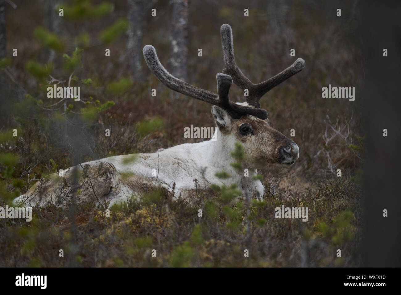 Rentier Stockfoto
