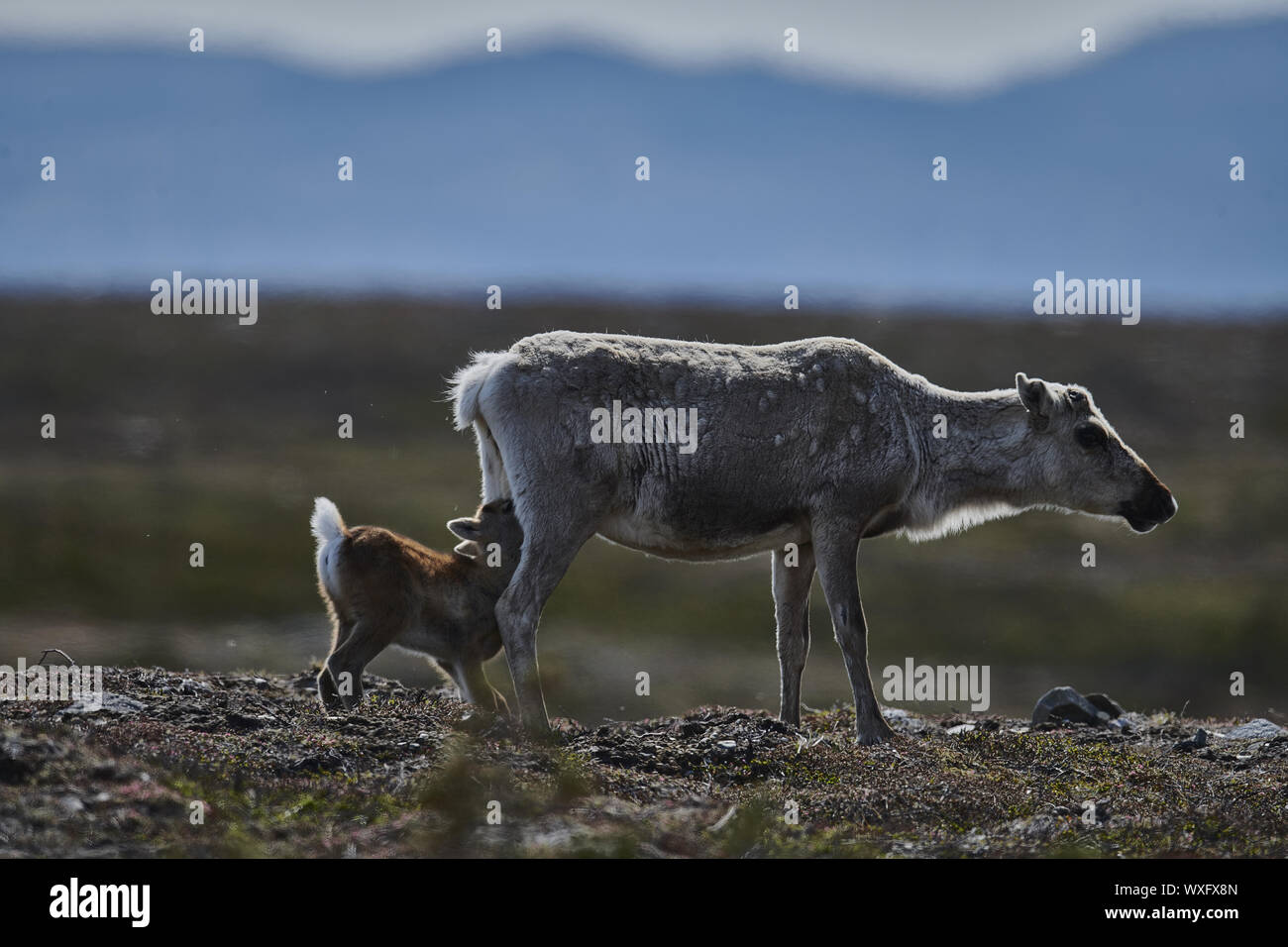 Rentier Stockfoto