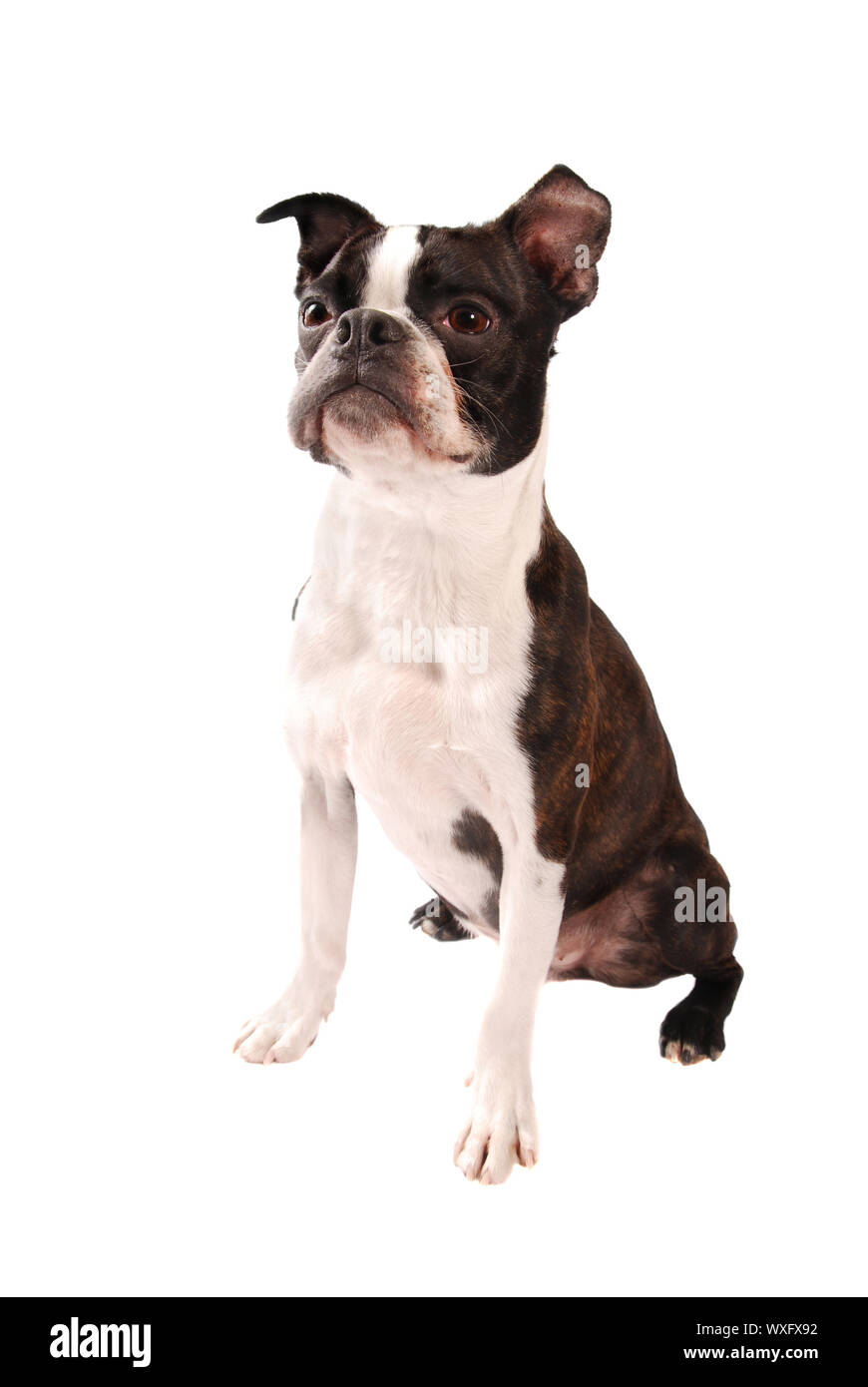 Reinrassige Boston Terrier Hund steht auf einem weißen Hintergrund Stockfoto