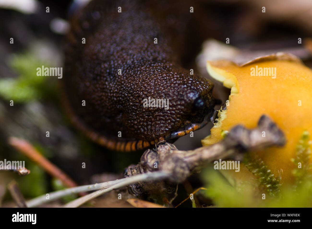 Slug essen Pilz Makro Foto Stockfoto