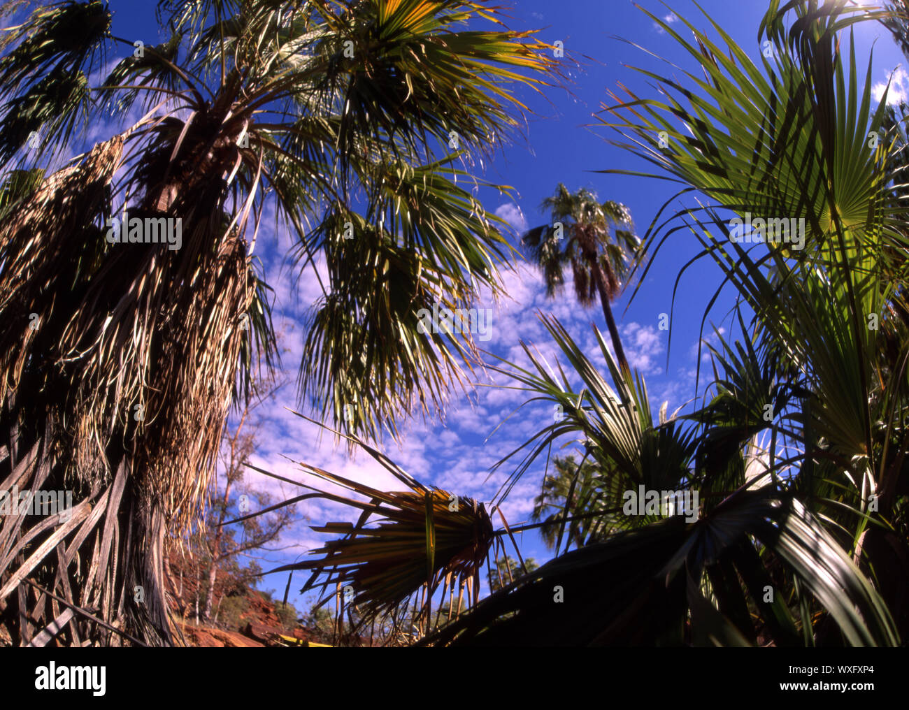 Palmen (LIVISTONA) in das Palm Valley, Northern Territory, Australien. Das PALM VALLEY IST IN DER WÜSTE OASE DER Finke Gorge National Park entfernt. Stockfoto