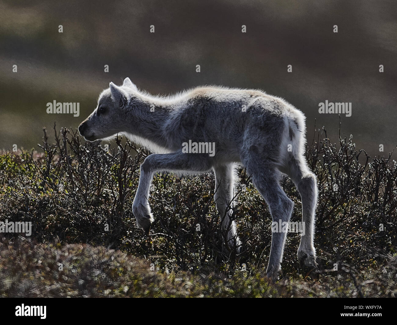 Rentier Stockfoto