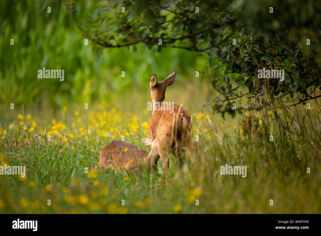 Zeile Rotwild Familie weiden auf Wiese, Tschechische wildlife Stockfoto