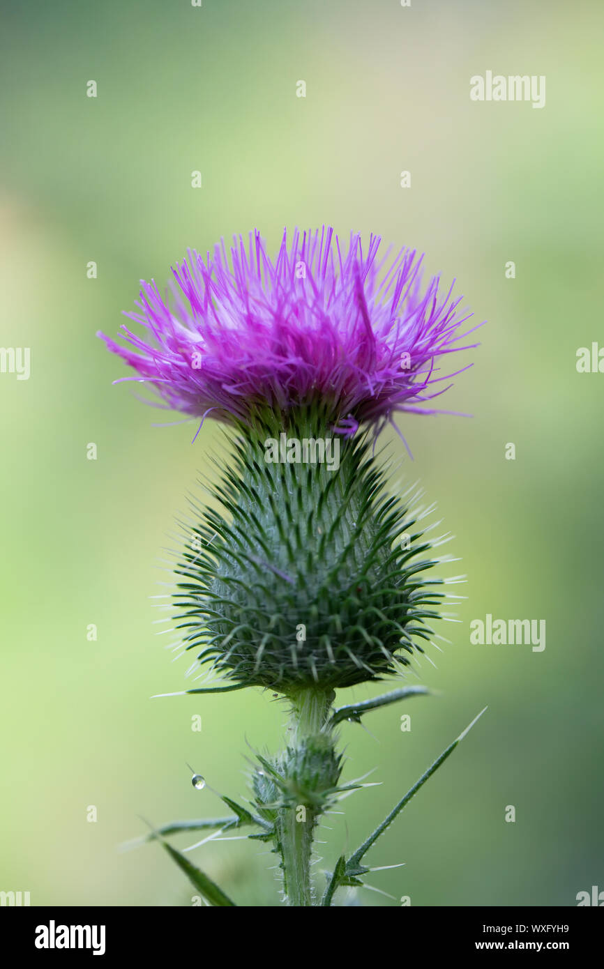 Blume moschus Distel, Carduus nutans Stockfoto