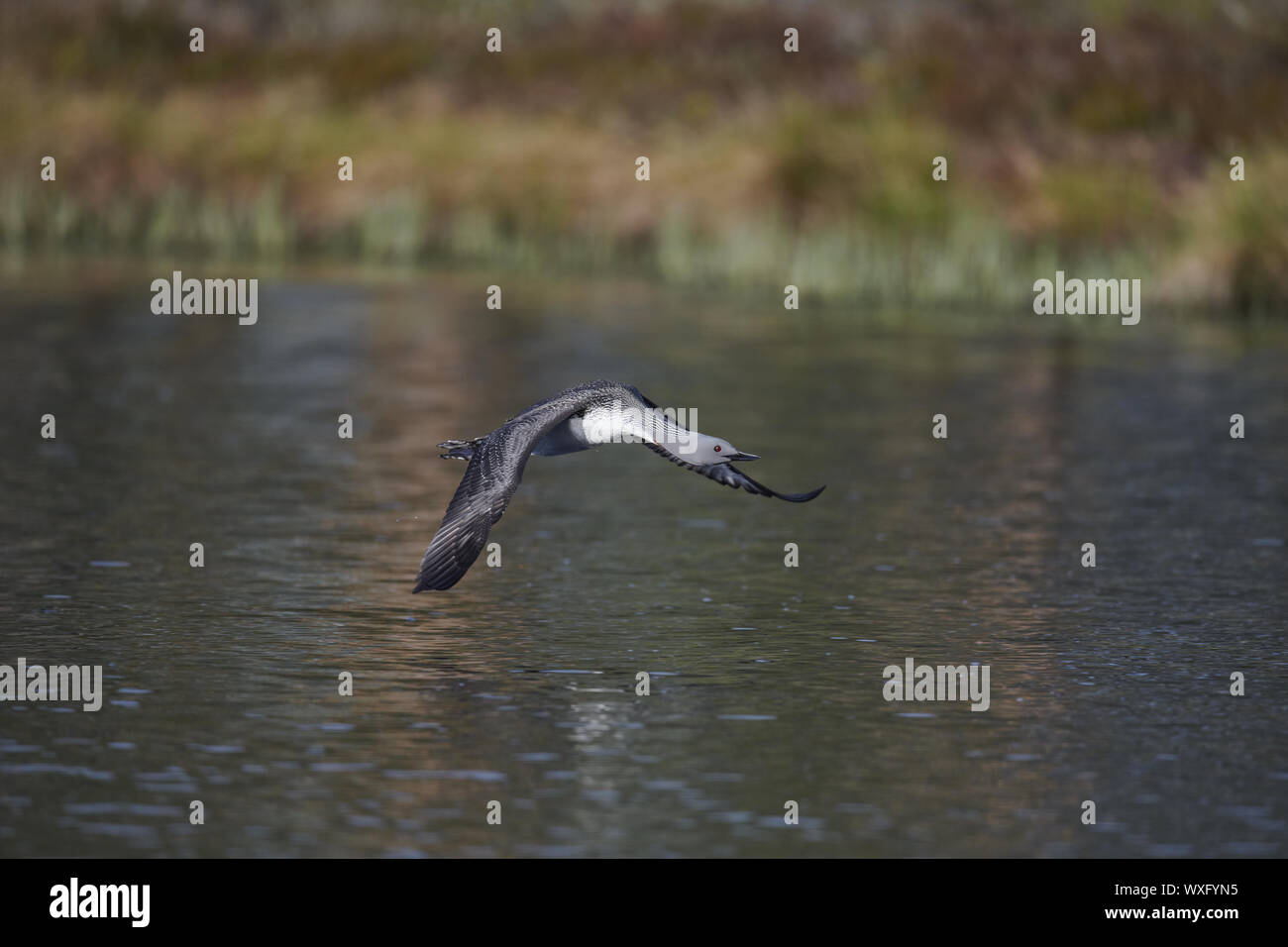 Red-throated Grebe Stockfoto