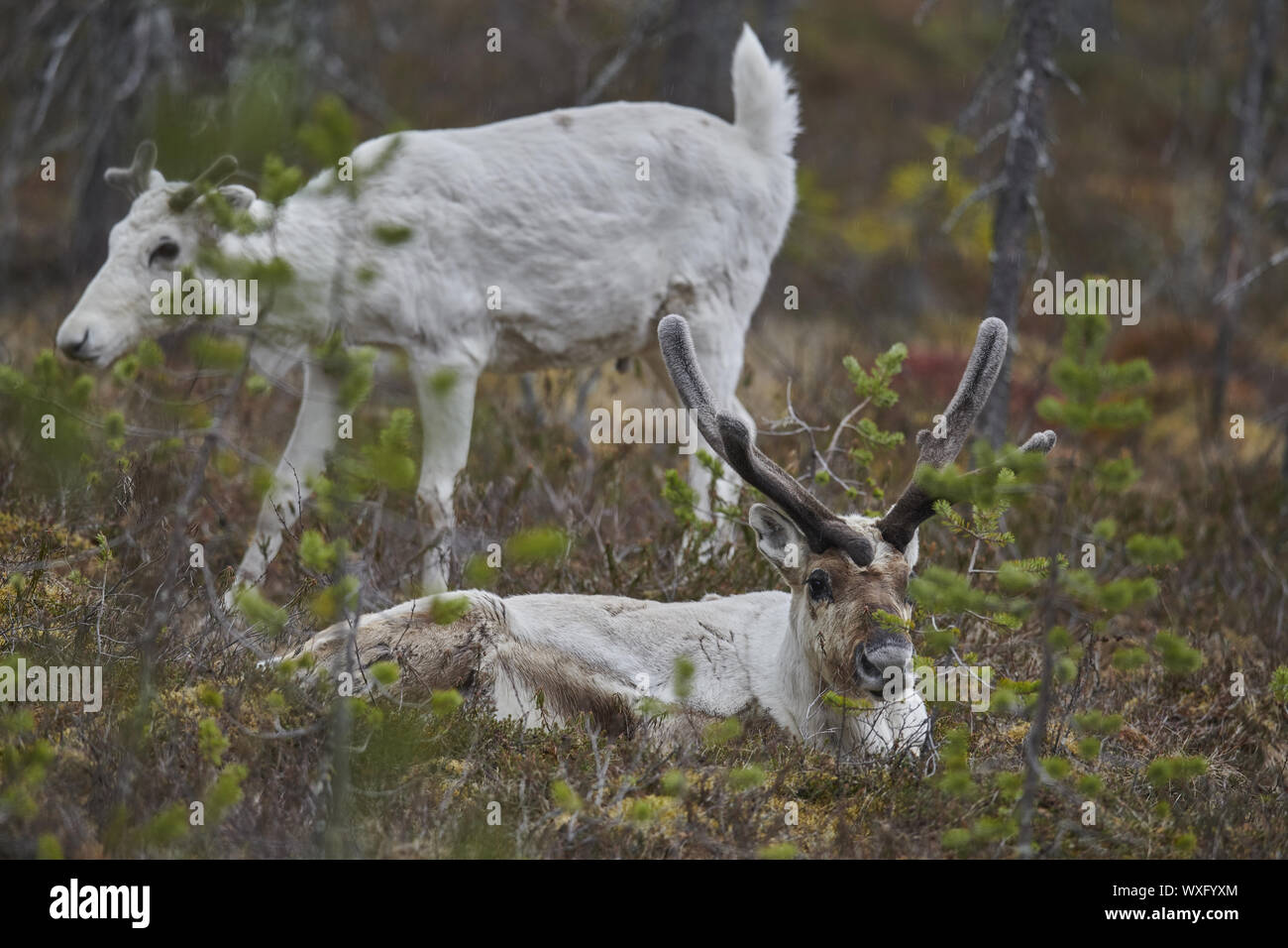 Rentier Stockfoto