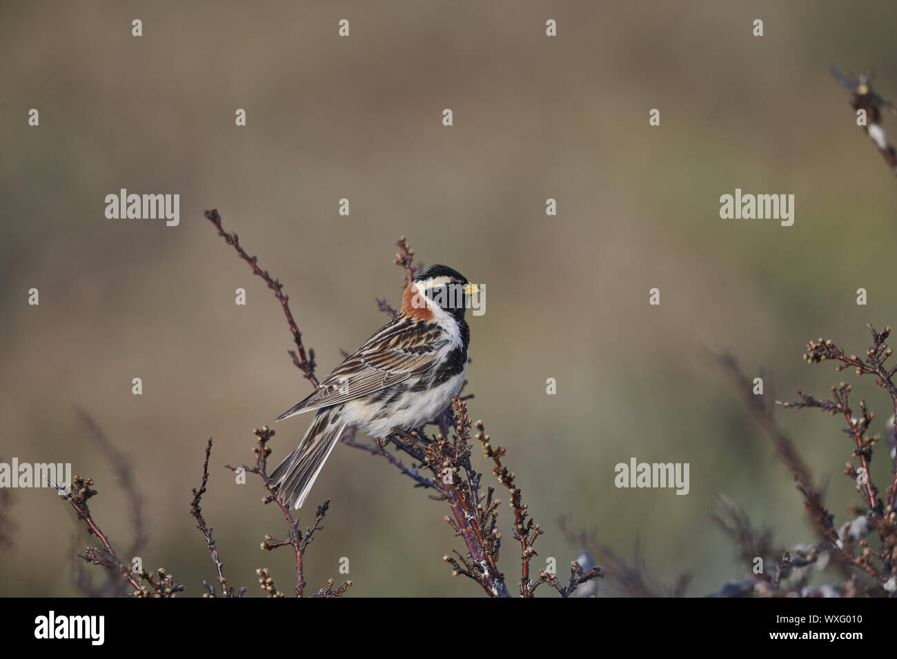 Lappland Sparrow Stockfoto