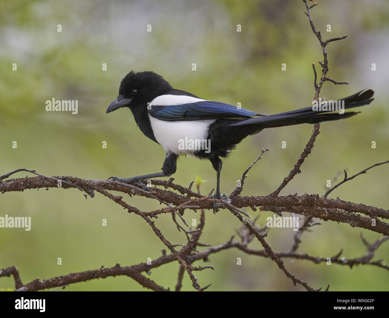 Elster Stockfoto