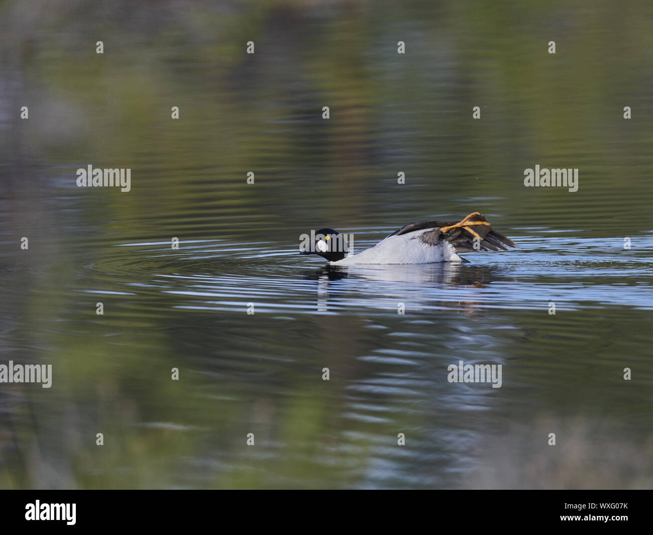 Goldeneye Stockfoto