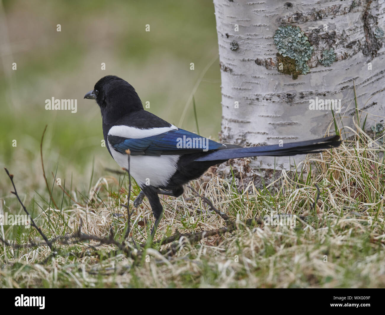 Elster Stockfoto