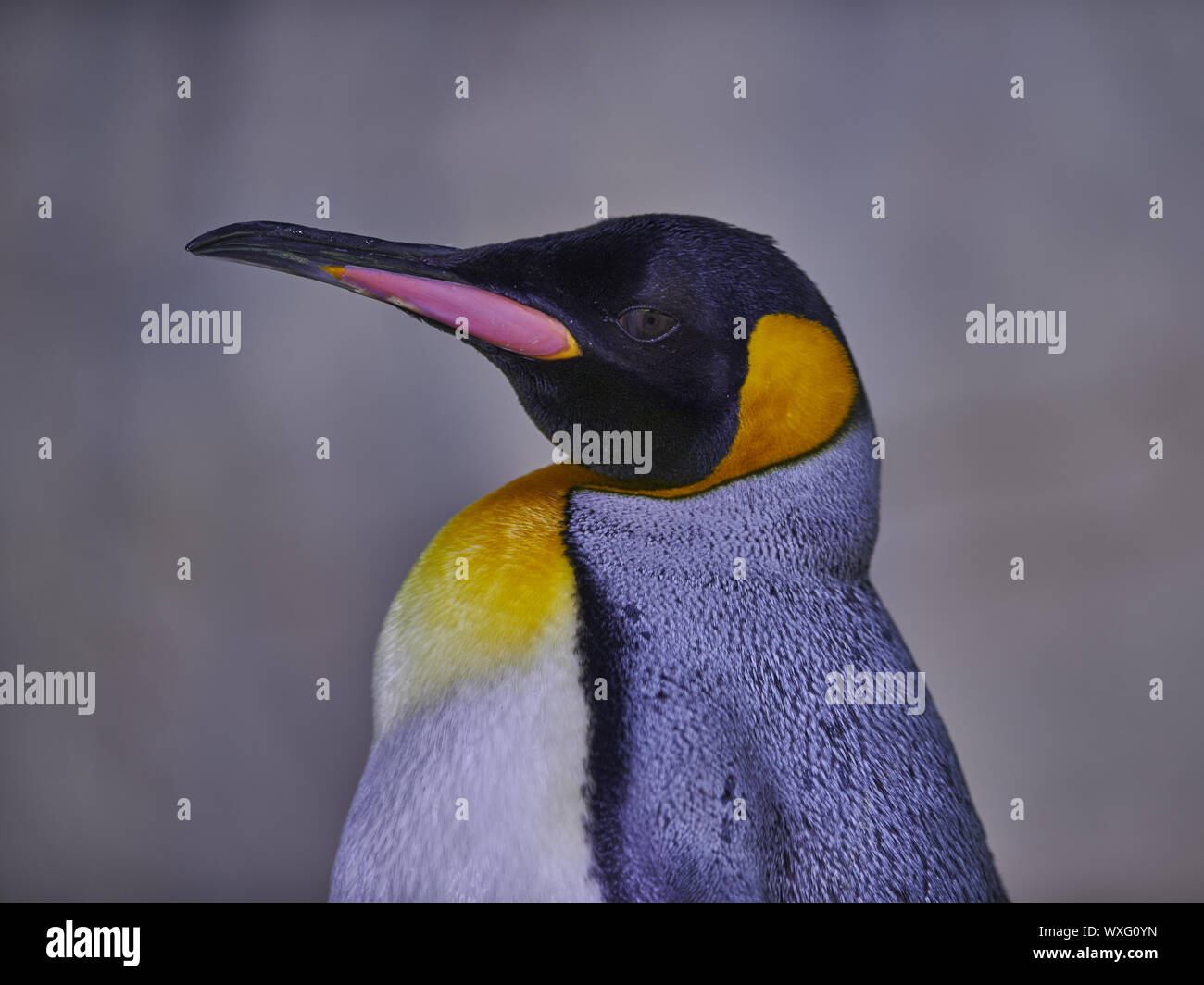 Kaiser-Pinguin Stockfoto