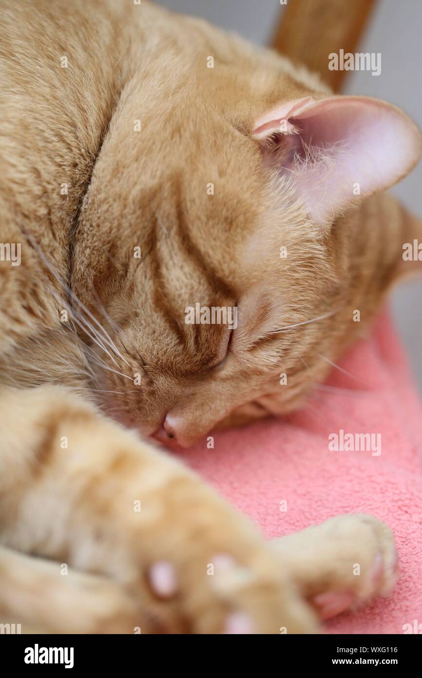 Orange sleeping kitten Stockfoto