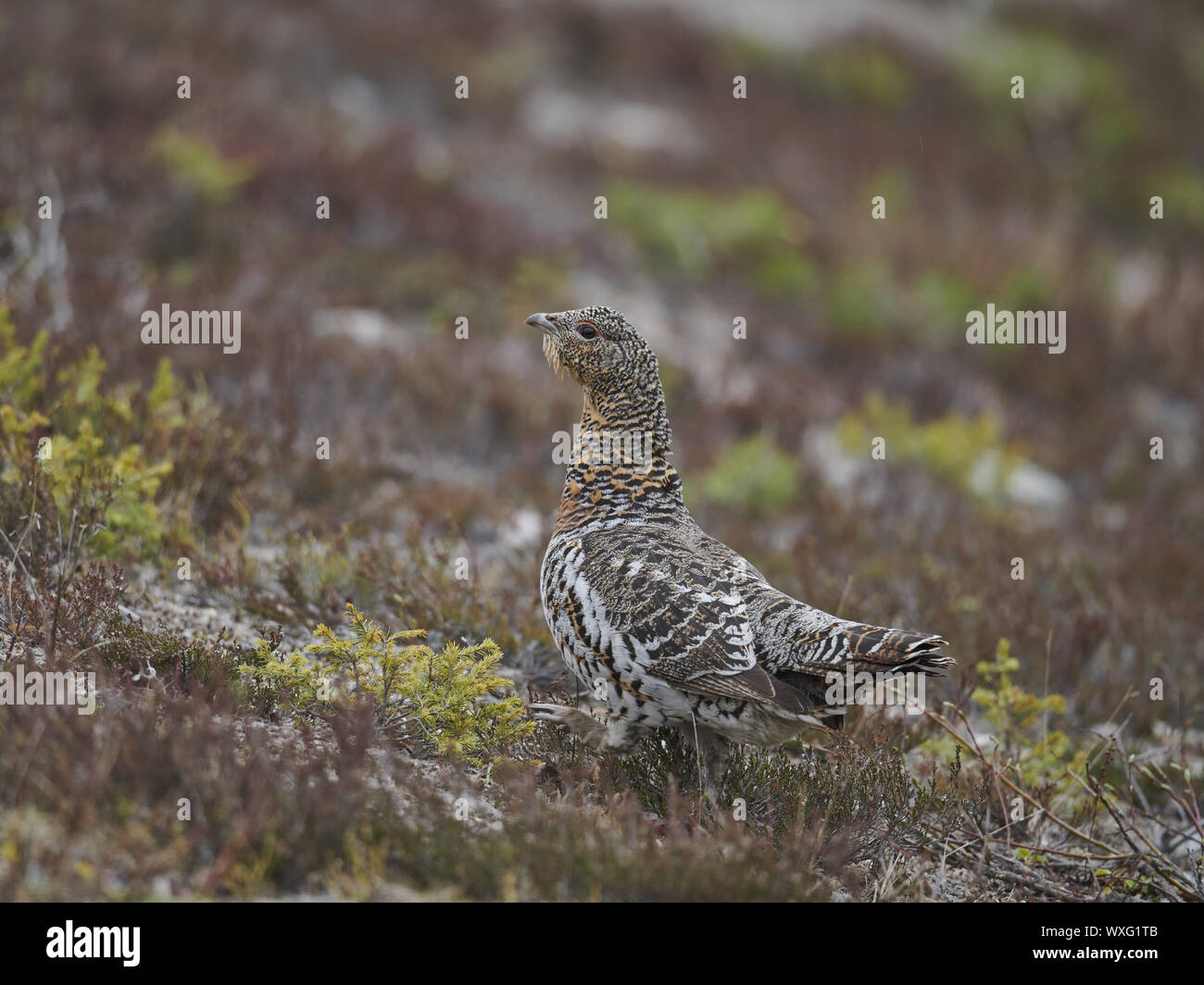 Auerhahn Stockfoto