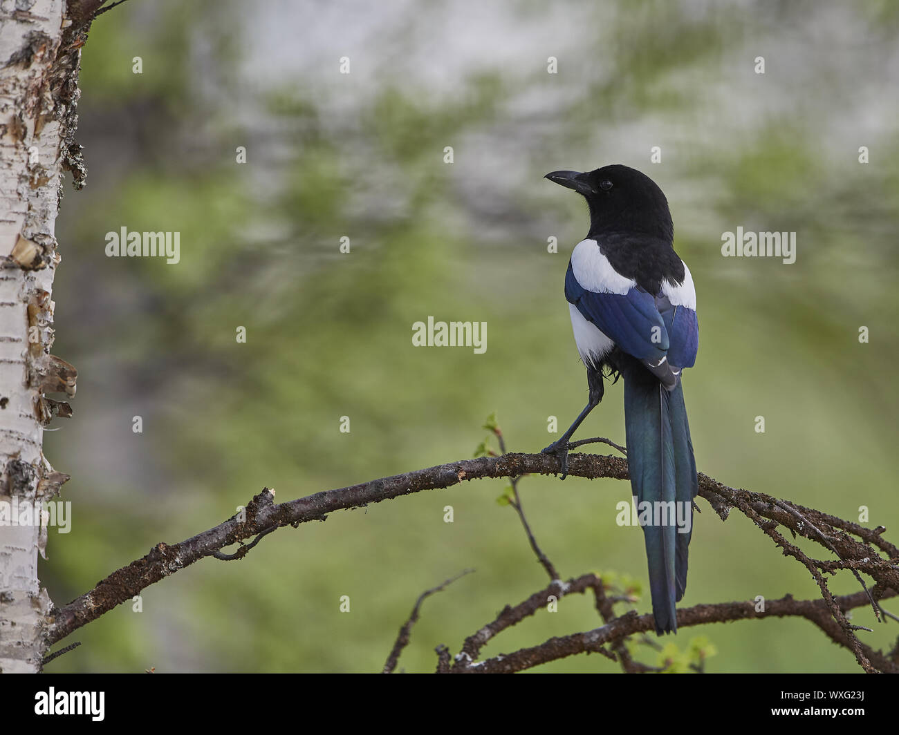Elster Stockfoto