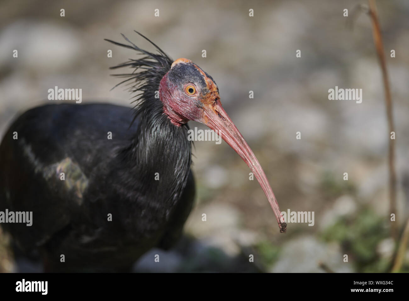 Afrikanisches holz Ibis Stockfoto