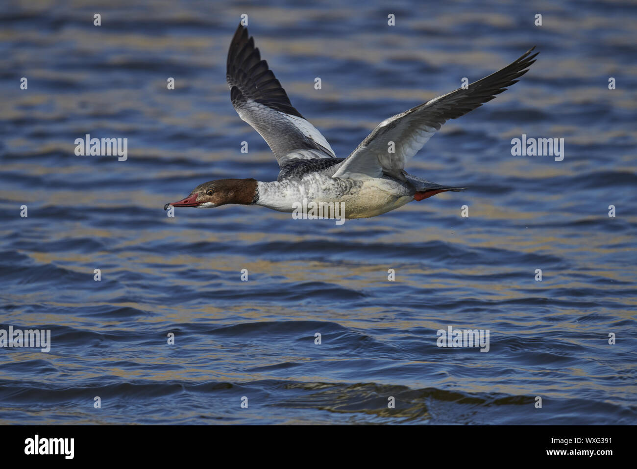 Gänsesäger Stockfoto