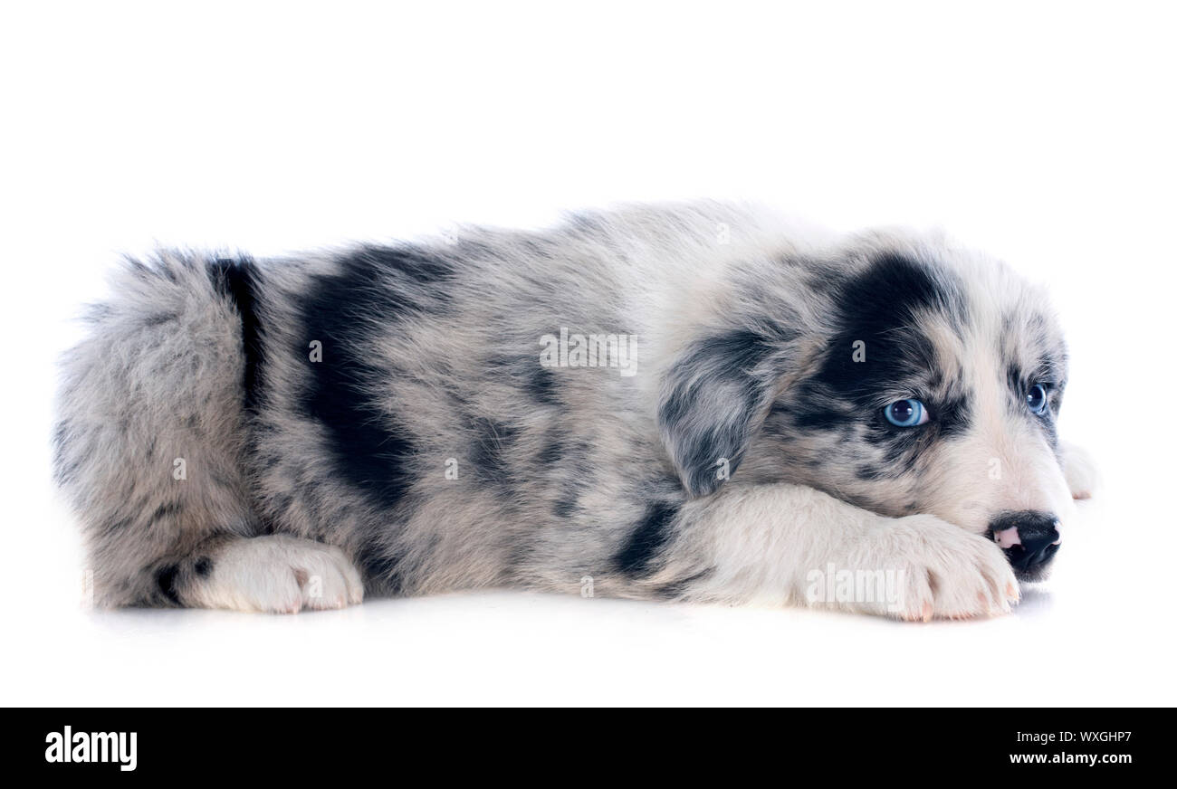 Porträt von Welpen Border-Collie vor weißem Hintergrund Stockfoto