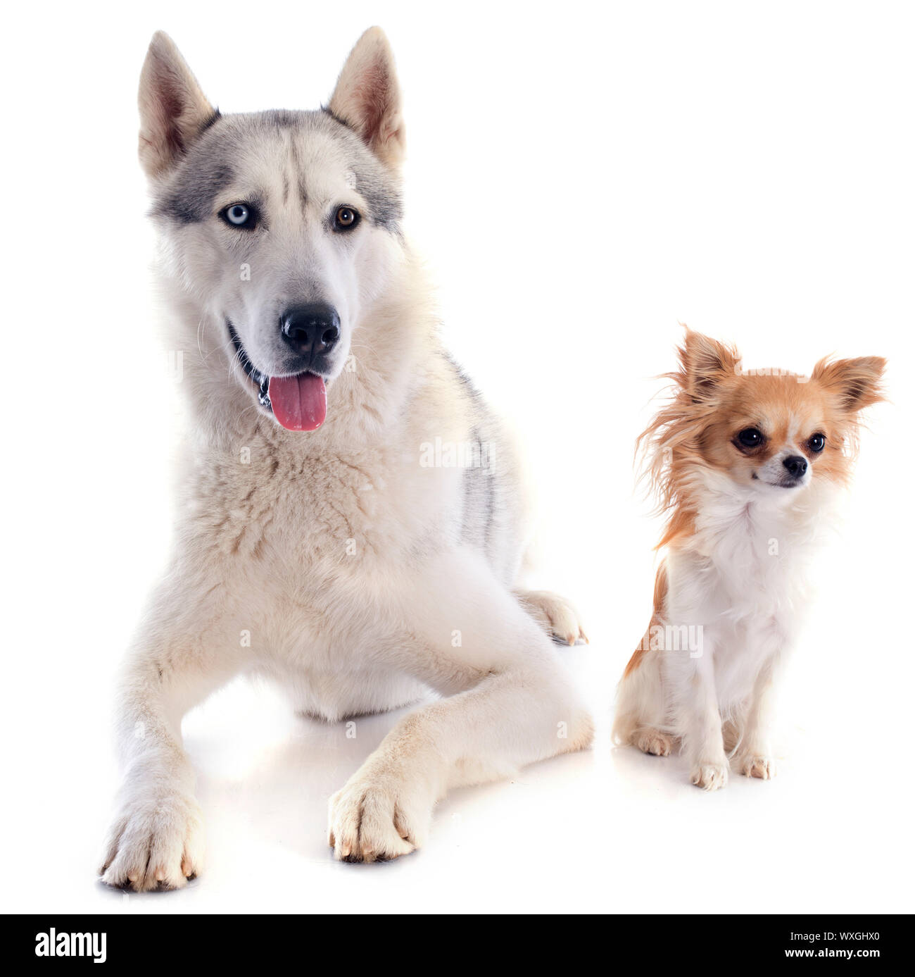 Porträt eines schönen reinrassigen Siberian Husky und chihuahua Stockfoto